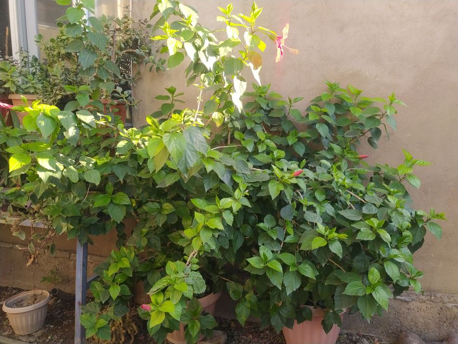 Комнатные цветы от 2 до 15 тысяч !