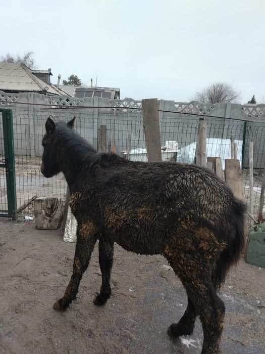 Меняю жеребёнка на баран