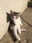 Pui de pisica pentru adoptie