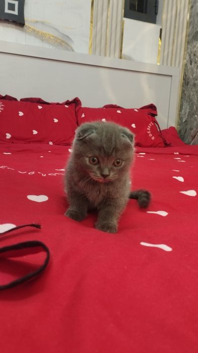 Scottish fold va Scottish strayt mushukchalar