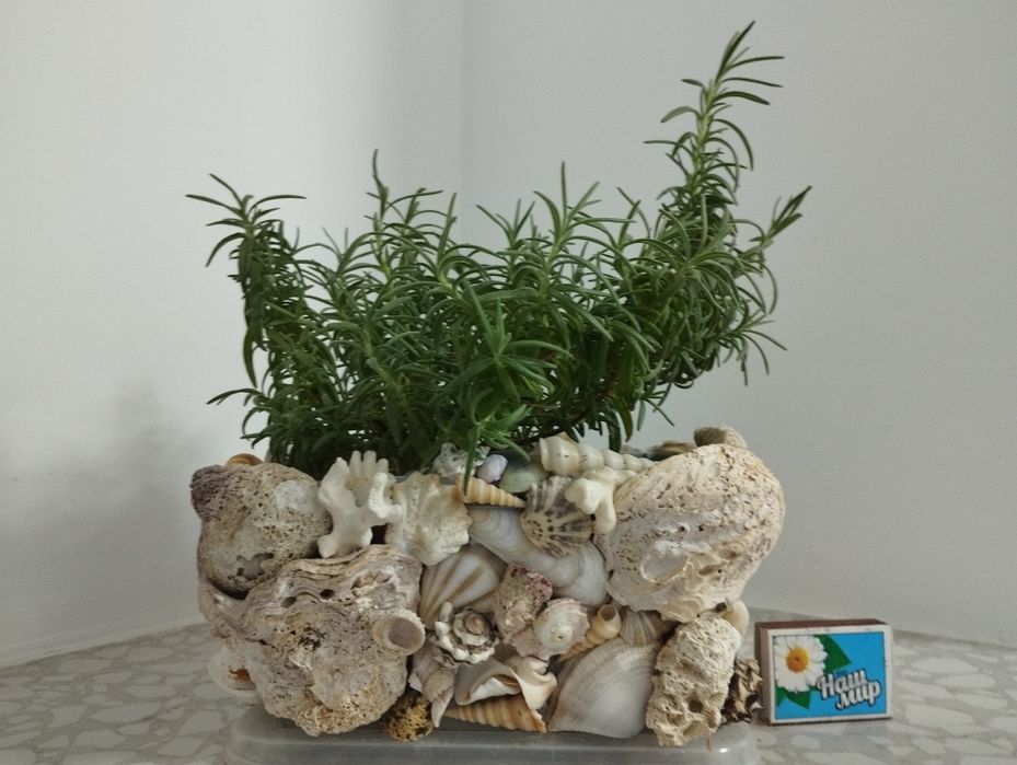 Розмарин молодой