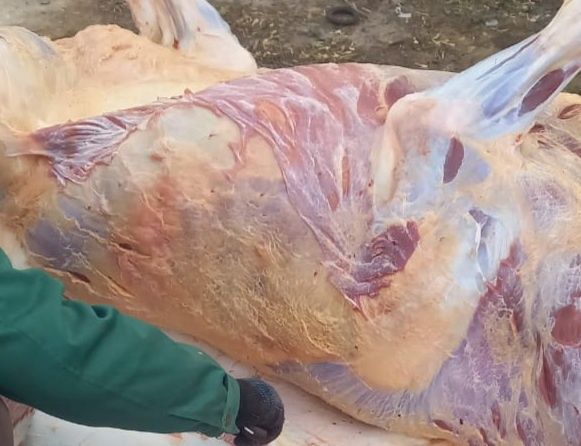Продам мясо говядины Семіз қашар еті