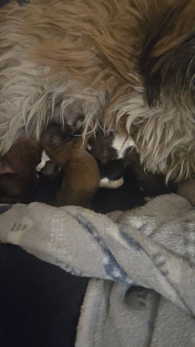 Ши тцу shi tzu shihtzu