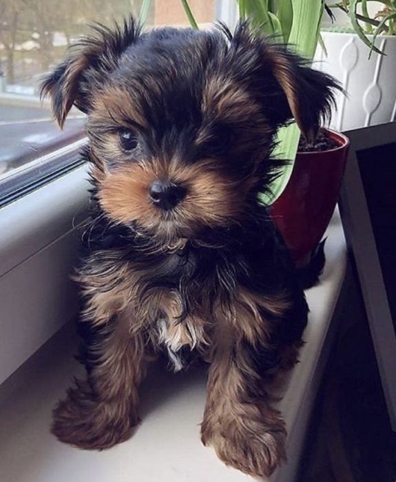 Yorkshire terrier superb