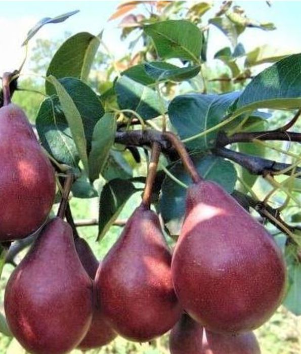 Par Soiul (ROSIOARA de  CLUJ )