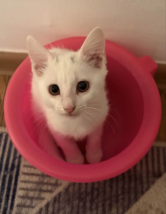 Котёнок турецкой ангоры(мальчик)