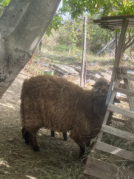 Vand berbecut si mia de rasa