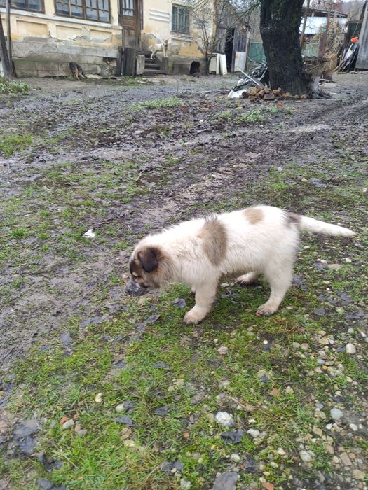 Căței pentru adoptie