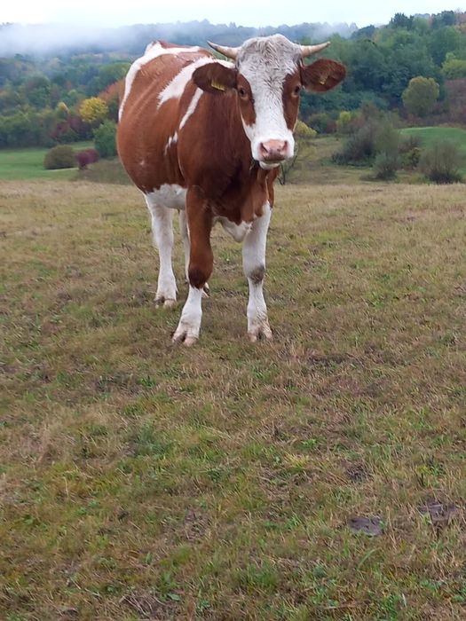 Vând junincă  bălțată