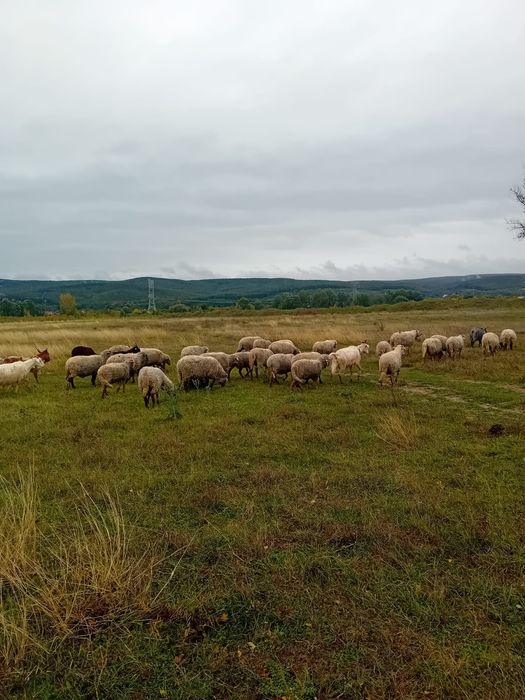 Vând oi rasa tigaie