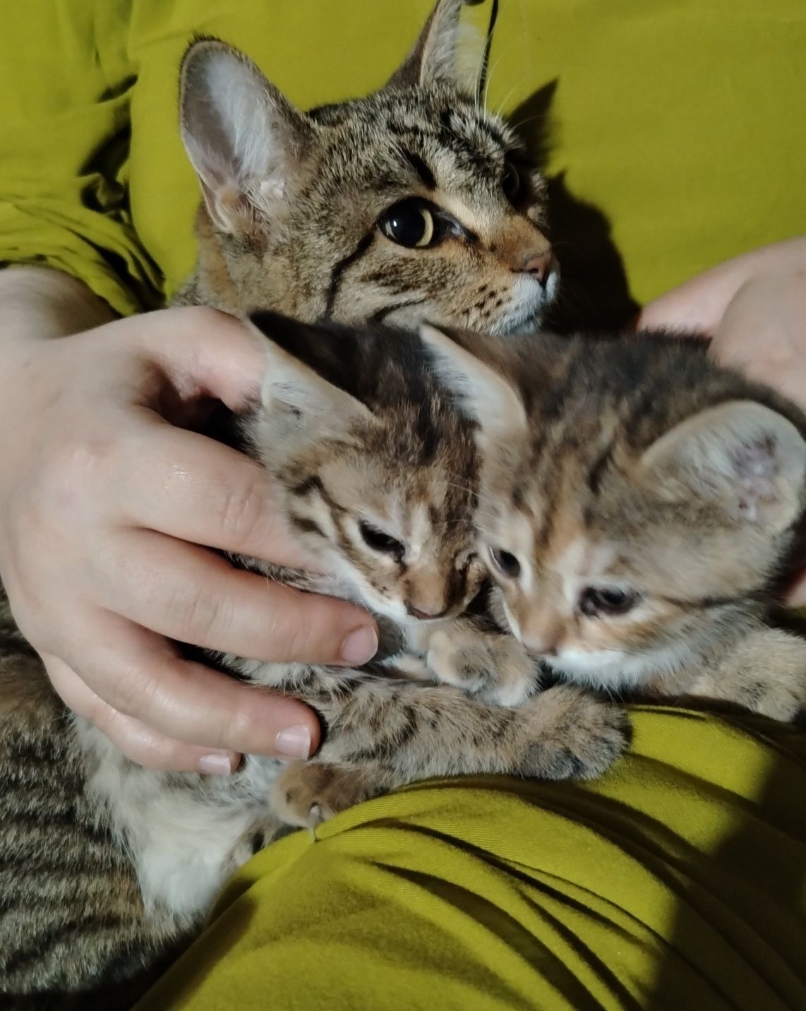 Кошка и котята подарок