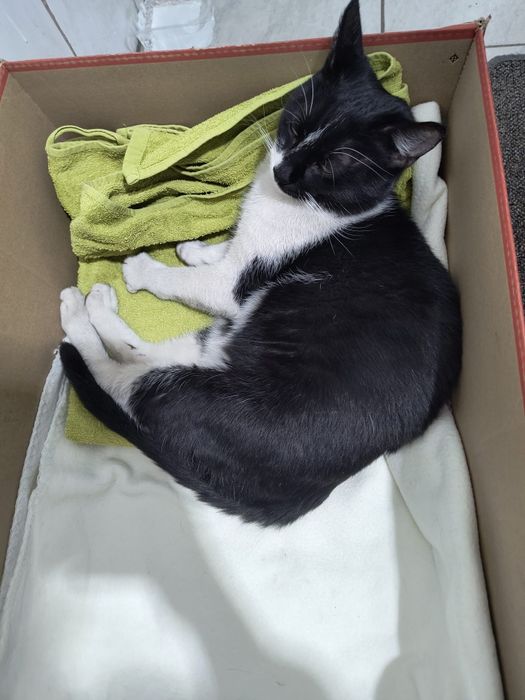 Pui de pisica spre adoptie