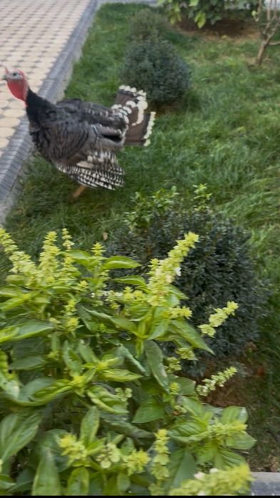 Kurka xoroz sotiladi