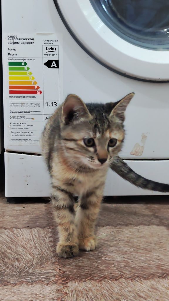 Котята район Бозарык