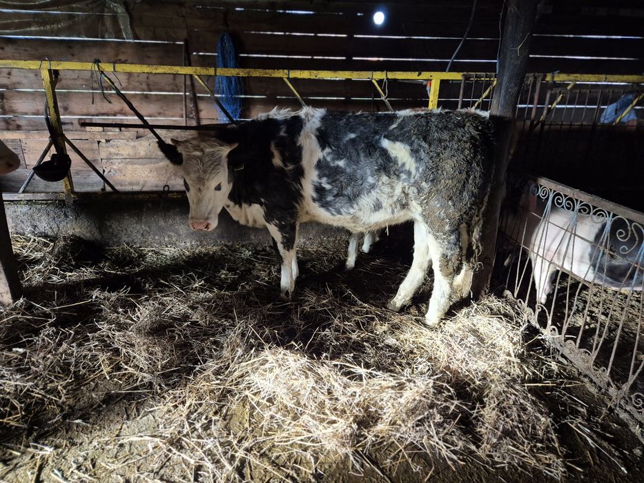 Vitei de carne bună