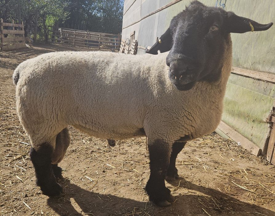 Suffolk berbec adult originar Irlanda, berbeci și mieluțe