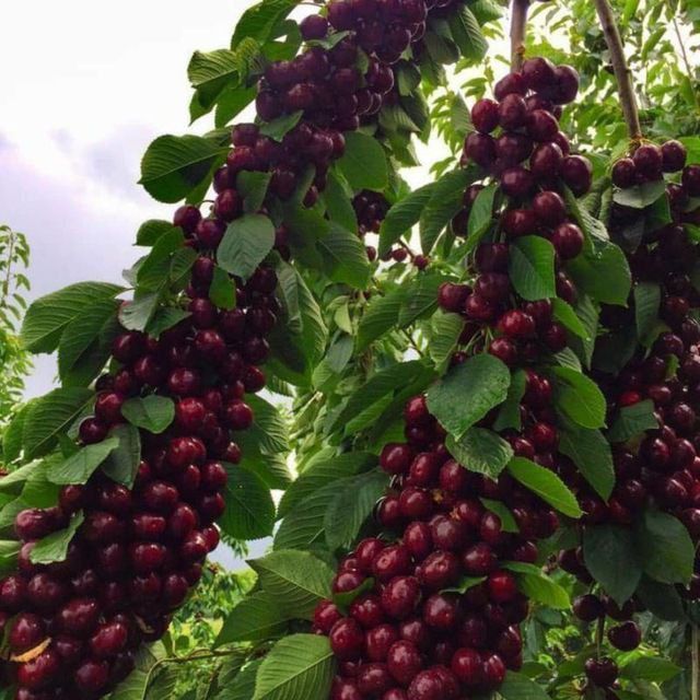 Mevaliy koʻchatlar ishonchliy