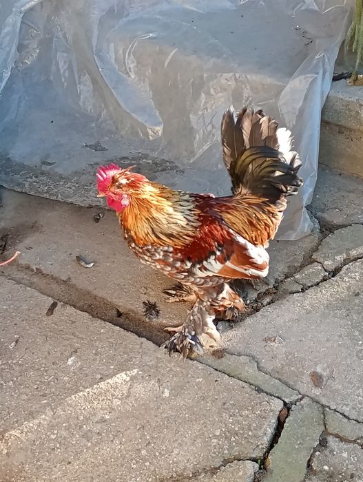 Vând cocosi pitici!