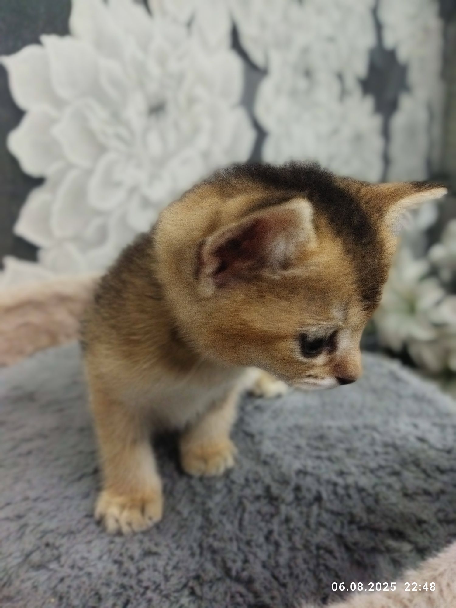 Продаются котята золотая шиншилла