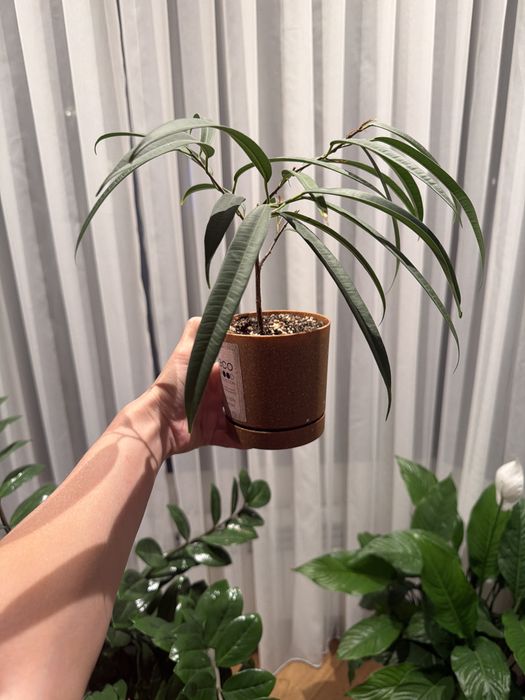 Фикус Али молодой