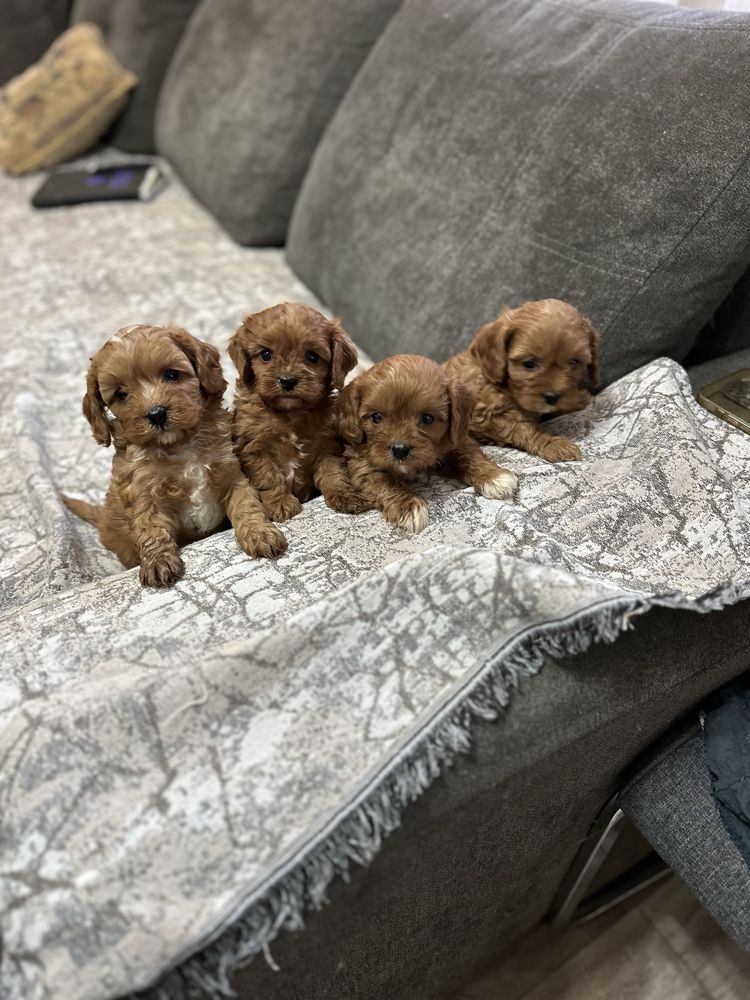 Кавапу-Cavapoo.