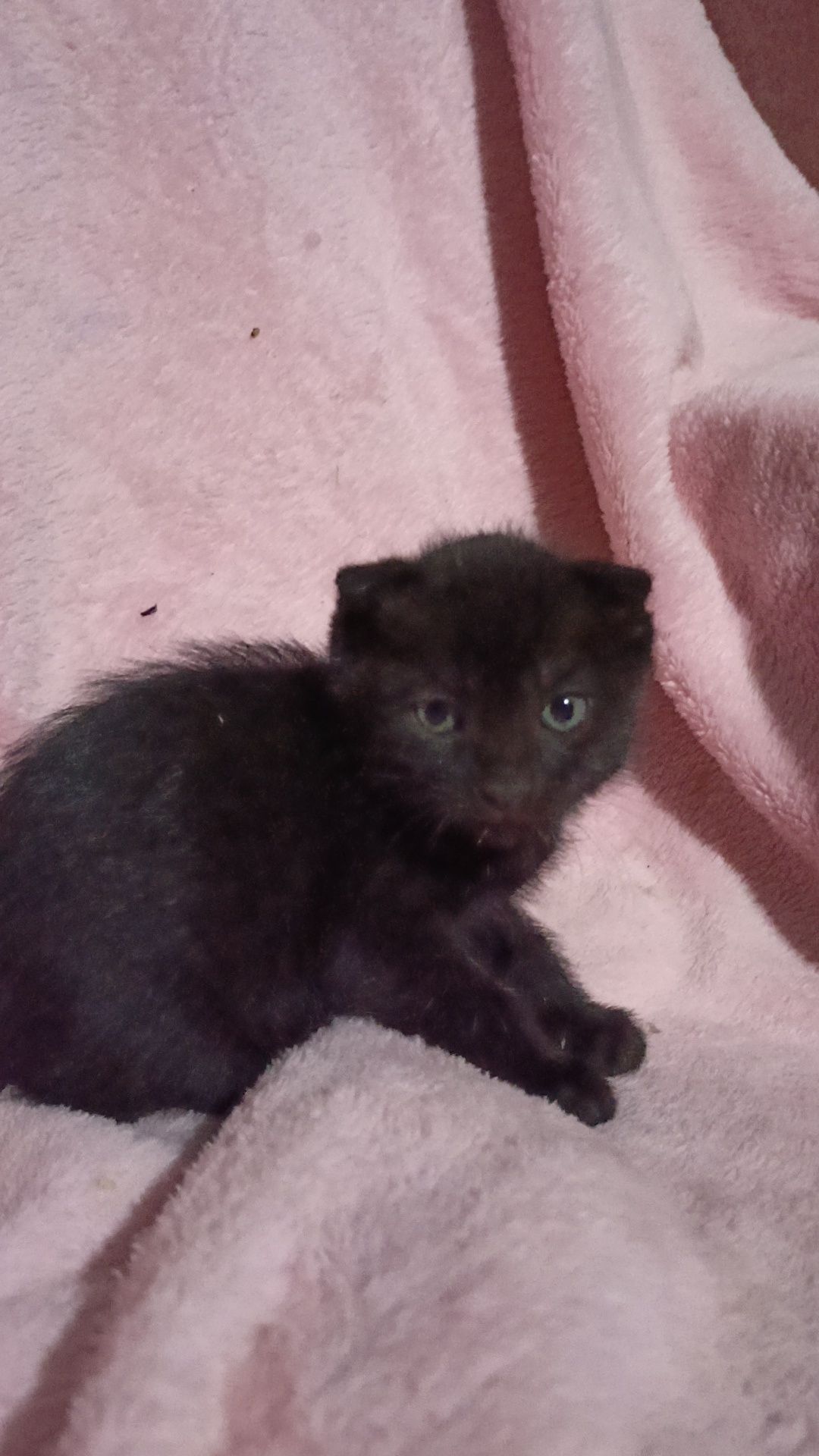 Котёнки вислоухий