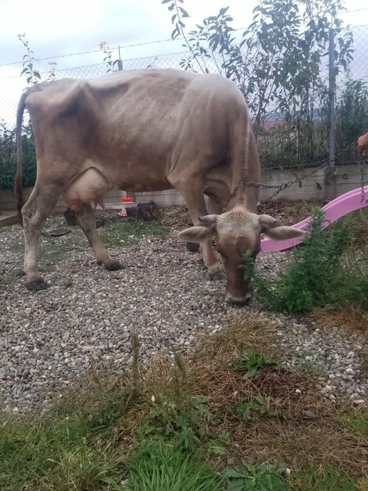 Vând vaca bruna de Maramures