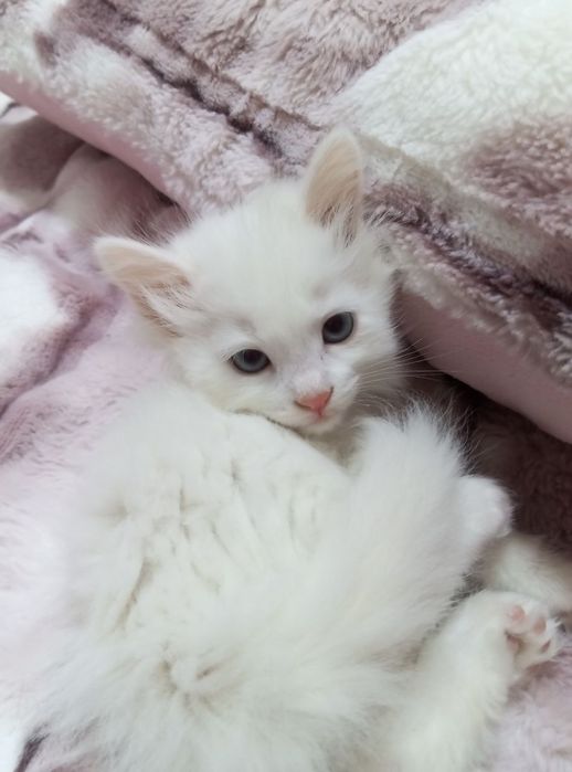 котята турецкой ангоры СРОЧНО