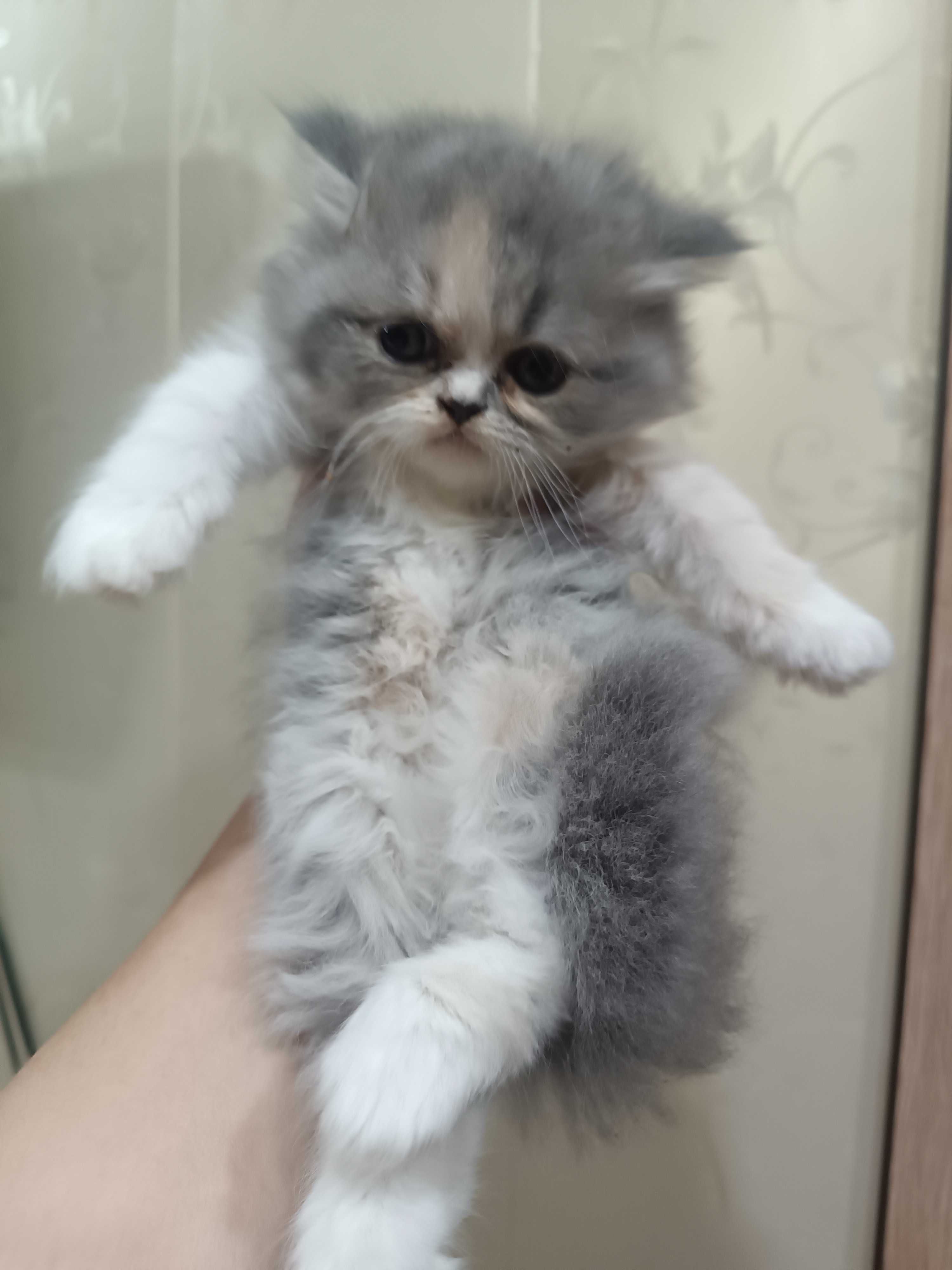 Породистые котята