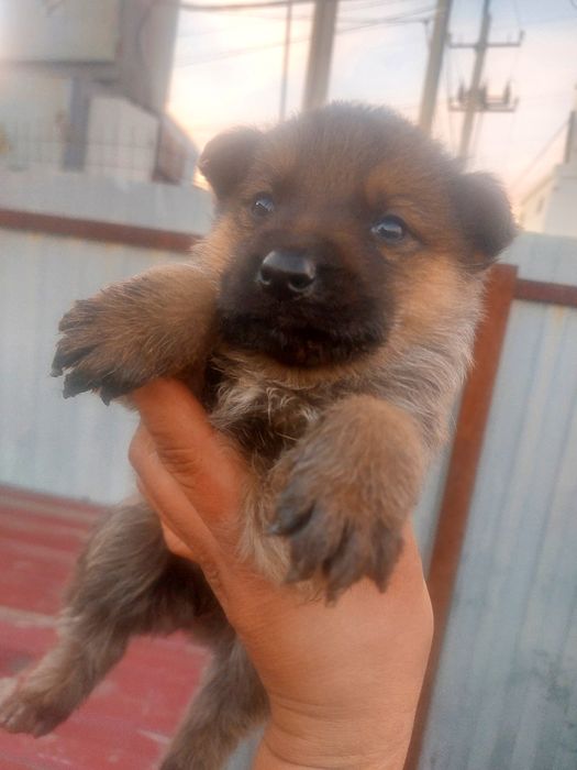 Отдам в добрые руки щинка