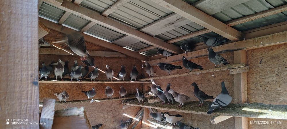 Porumbei voiajori de vanzare