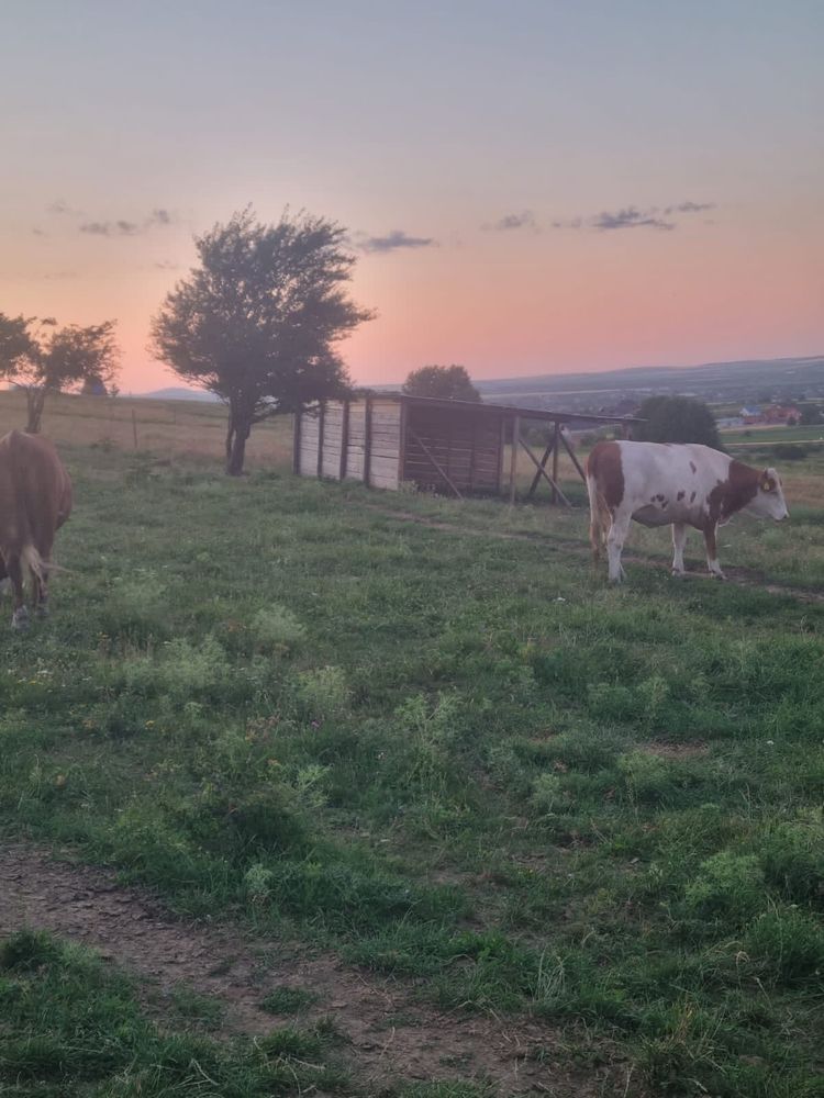 Vand 8 junici Baltate Romaneasca