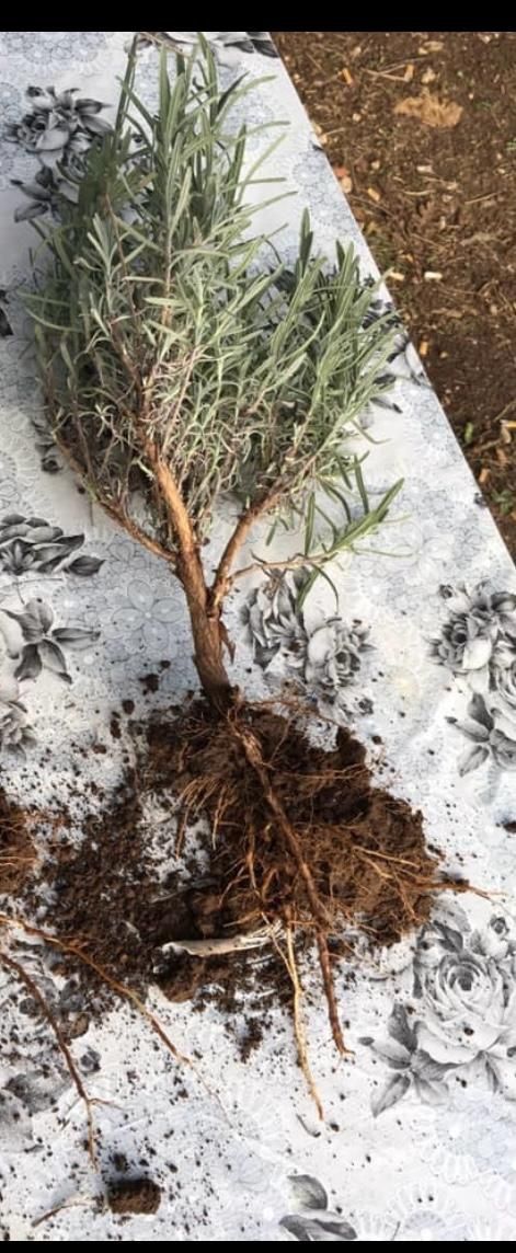 Lavanda nihollarimiz sotuvda (optom narxi)
