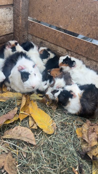 Vand porcusori de guineea