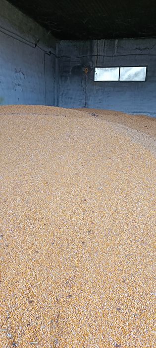 Vând porumb boabe 2025