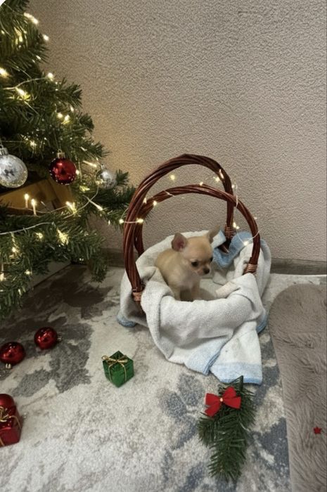 Чихуахуа бебета Момче и Момиче