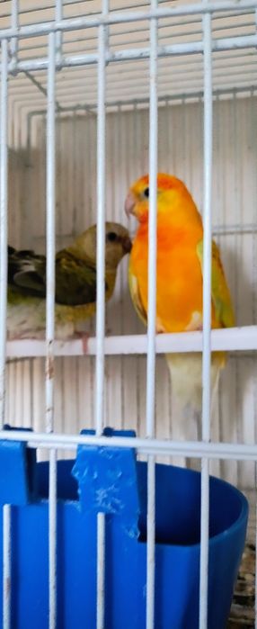 Papagali Cântători