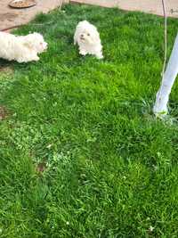 Bichon maltese baietei