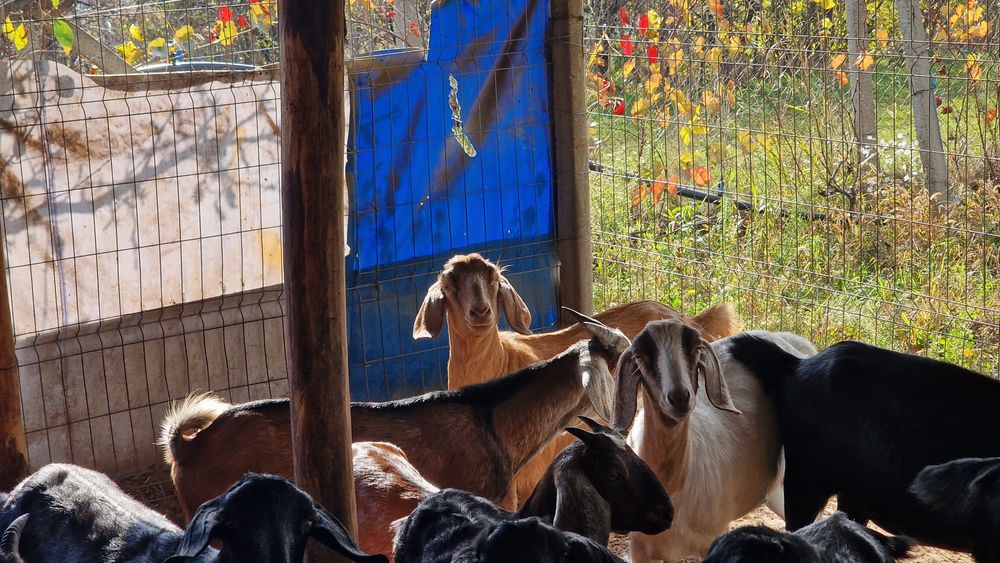 Vand iede anglonubiene