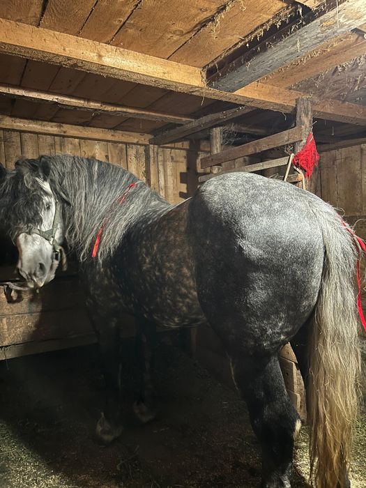 De vânzare armăsar de 5 ani