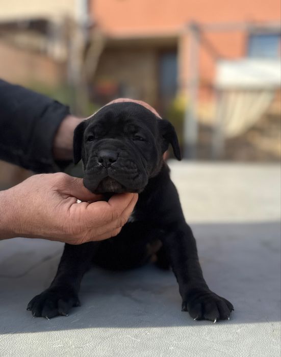 Уникални кученца кане корсо италяно,шоу клас чистокръвни.