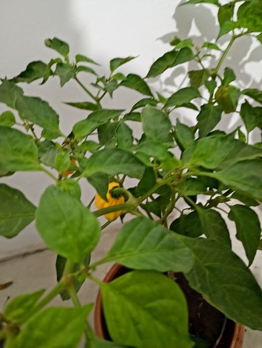 Vând copaci de Habanero cu rod, ardei foarte iutee iute,