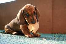 Vând pui teckel (dachshund) cu pedigree