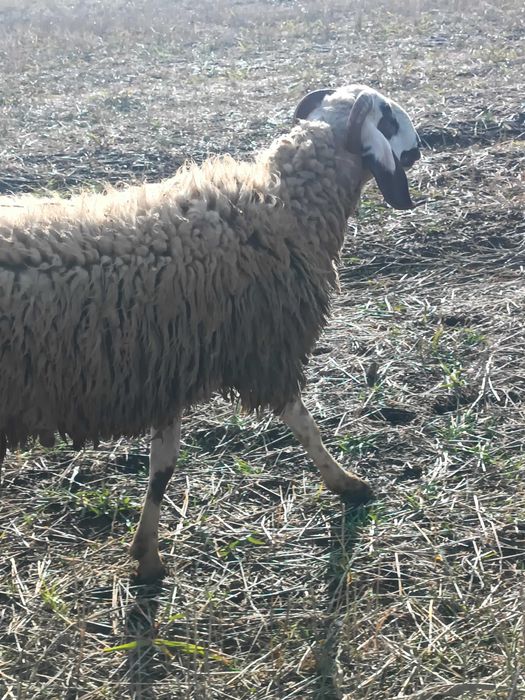 Berbec/ noatin pentru sacrificat ori montă