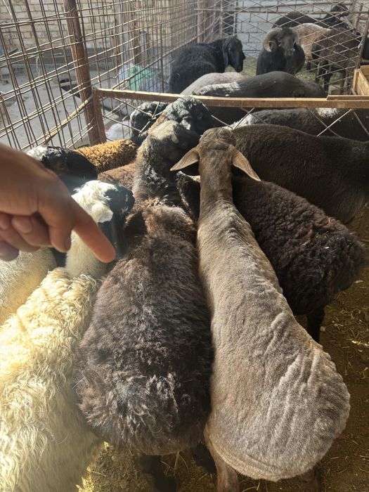 Qoylarimiani narhi 140000 min somdan