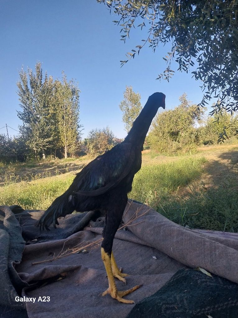 Sotiladi tez va arzon narxda
