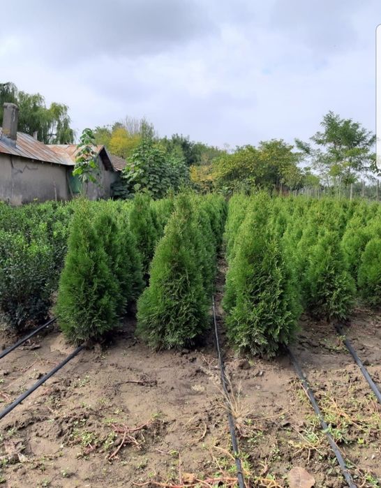 Tuia smaragd ( thuja ) 1.6m - 1.8m, asiguram transport și plantat