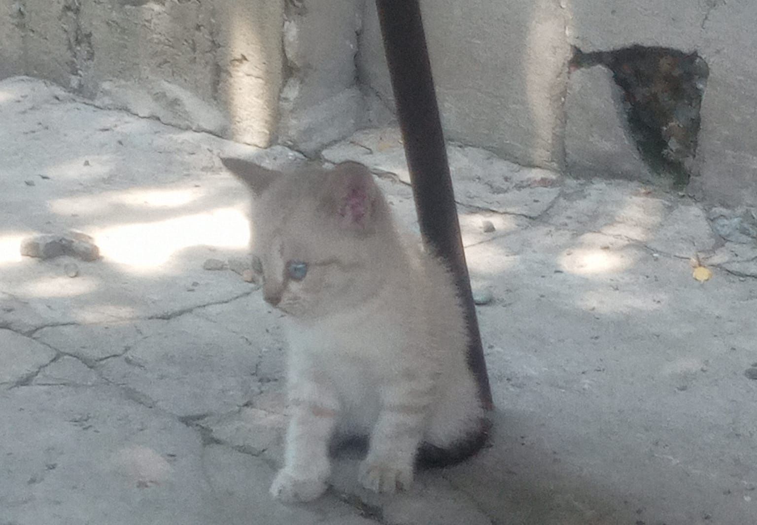 Отдам котят даром
