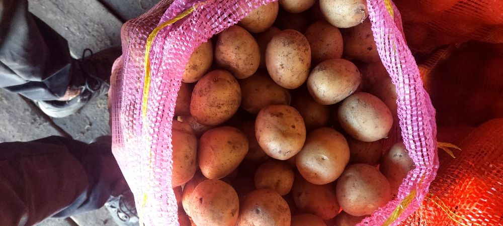 Продаю картофель домашний, среднего размера
