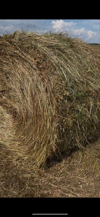 Шөп сатылады руломен, продам сено в рулонах